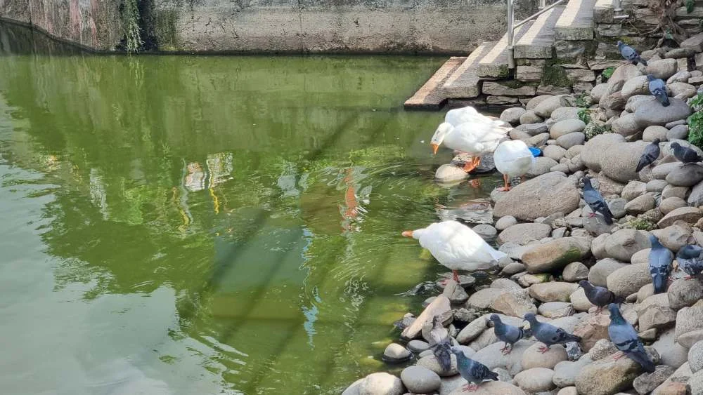 Birdwatching in Taudaha Lake