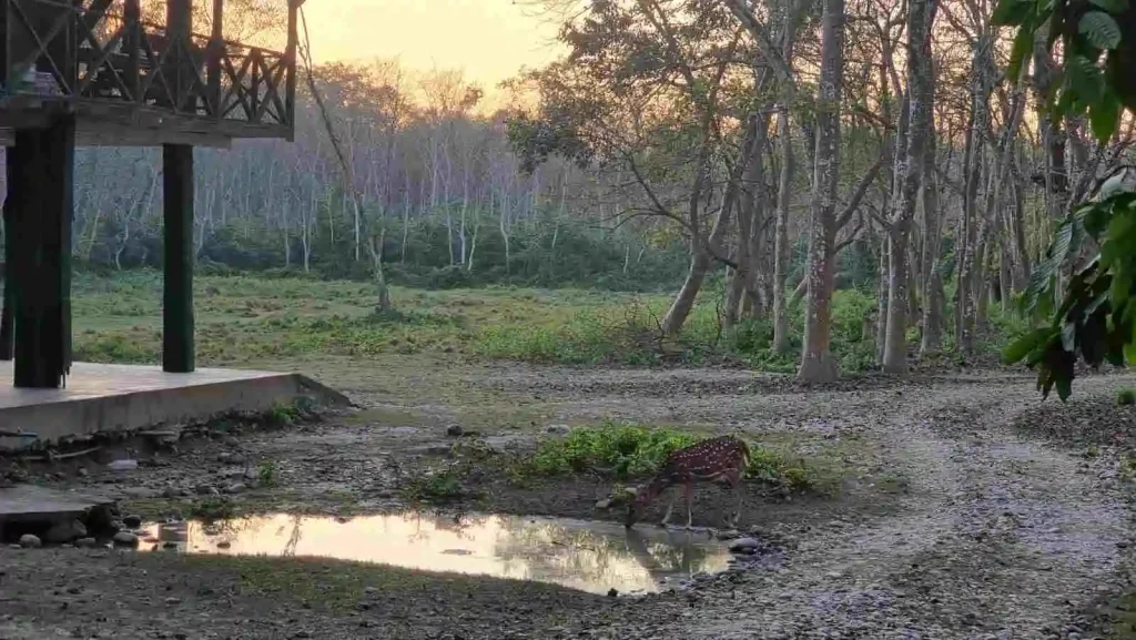 Chitwan national park